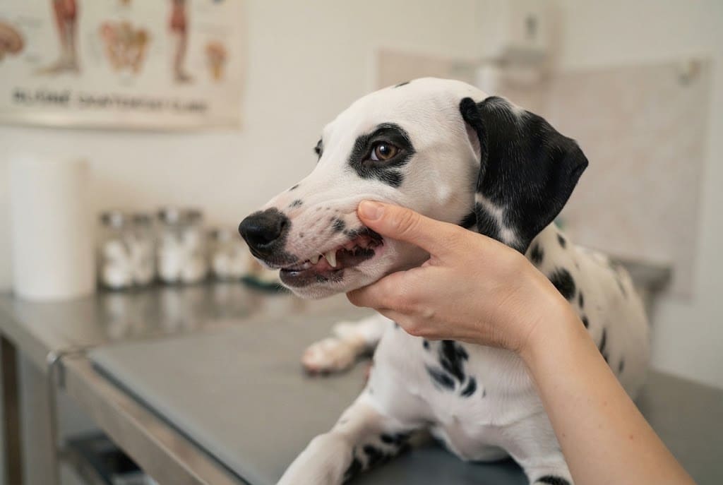 Veterinár kontroluje zuby psa počas vyšetrenia papule